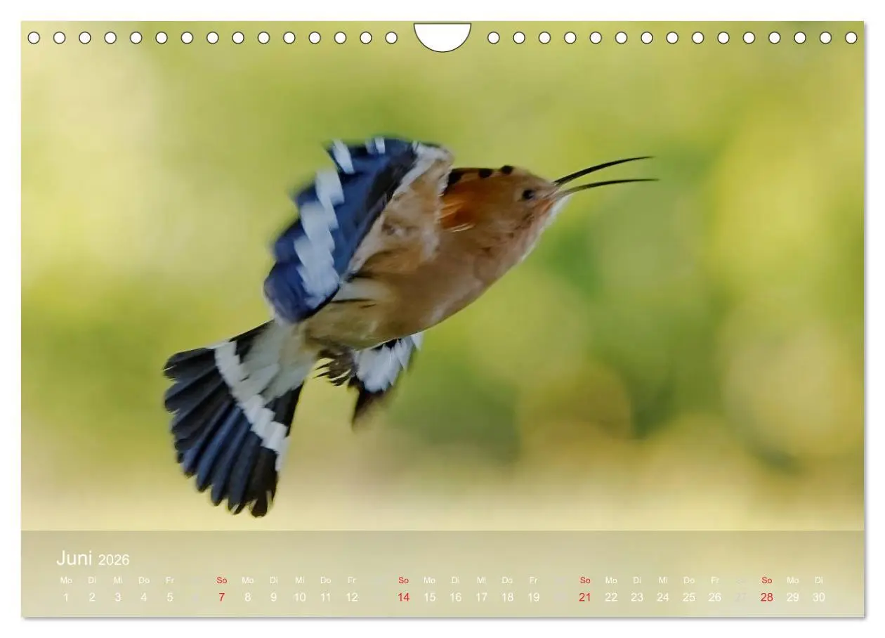 Bild: 9783457995808 | Wiedehopf (Wandkalender 2026 DIN A4 quer), CALVENDO Monatskalender