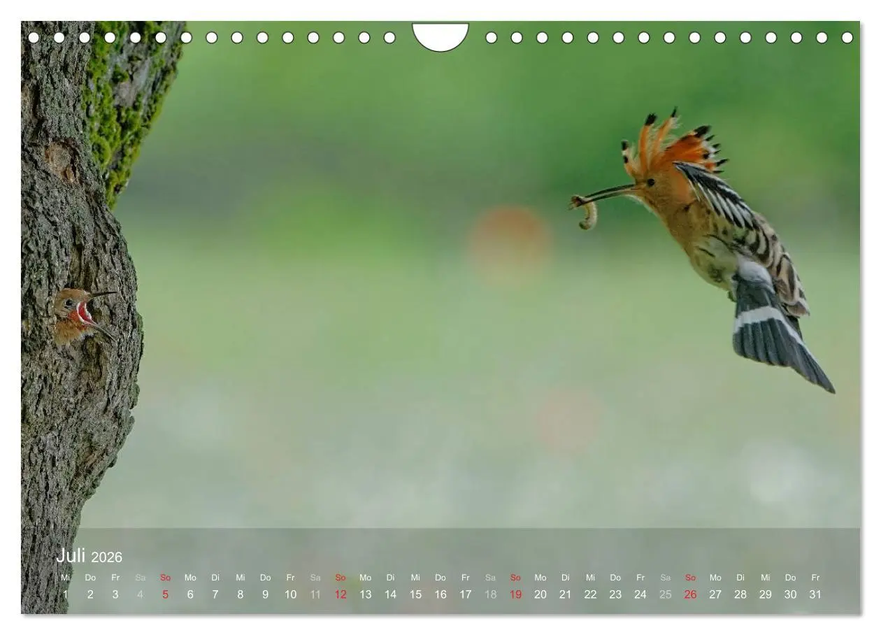 Bild: 9783457995808 | Wiedehopf (Wandkalender 2026 DIN A4 quer), CALVENDO Monatskalender