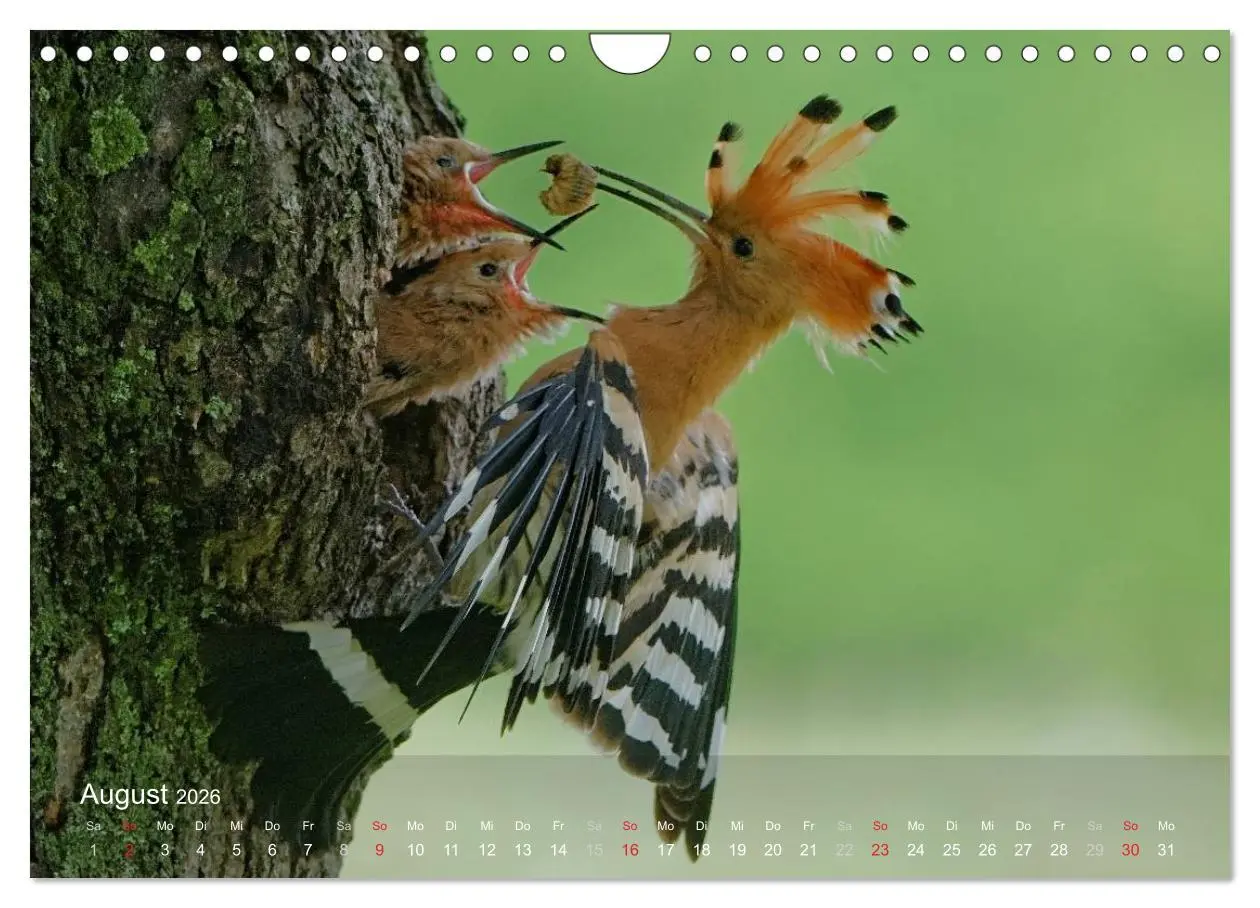 Bild: 9783457995808 | Wiedehopf (Wandkalender 2026 DIN A4 quer), CALVENDO Monatskalender