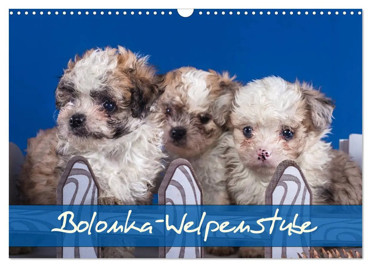 Cover: 9783516155808 | Bolonka Welpenstube (Wandkalender 2026 DIN A3 quer), CALVENDO...