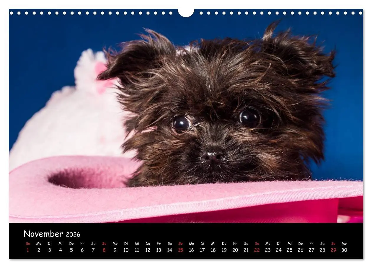 Bild: 9783516155808 | Bolonka Welpenstube (Wandkalender 2026 DIN A3 quer), CALVENDO...