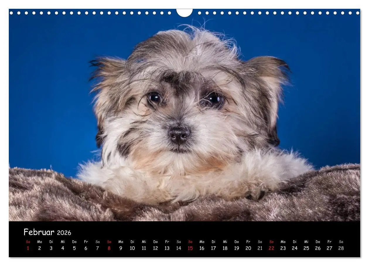 Bild: 9783516155808 | Bolonka Welpenstube (Wandkalender 2026 DIN A3 quer), CALVENDO...