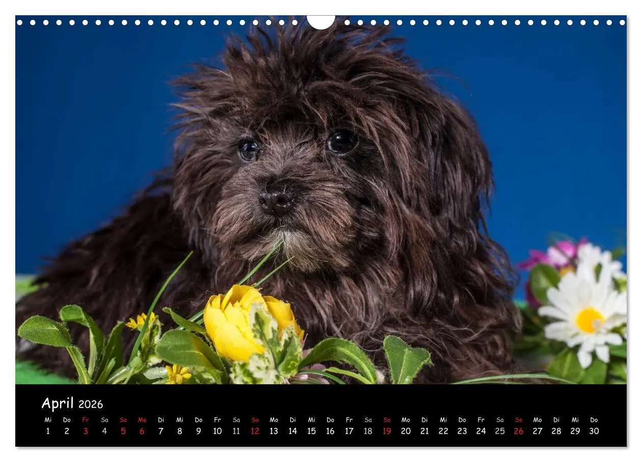 Bild: 9783516155808 | Bolonka Welpenstube (Wandkalender 2026 DIN A3 quer), CALVENDO...