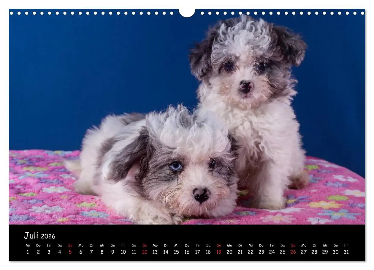 Bild: 9783516155808 | Bolonka Welpenstube (Wandkalender 2026 DIN A3 quer), CALVENDO...