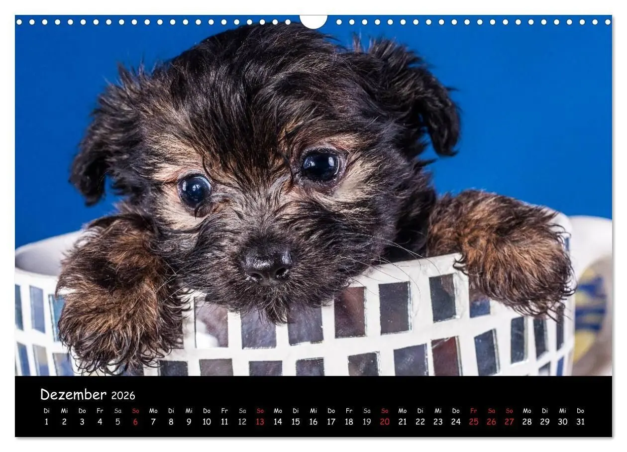 Bild: 9783516155808 | Bolonka Welpenstube (Wandkalender 2026 DIN A3 quer), CALVENDO...