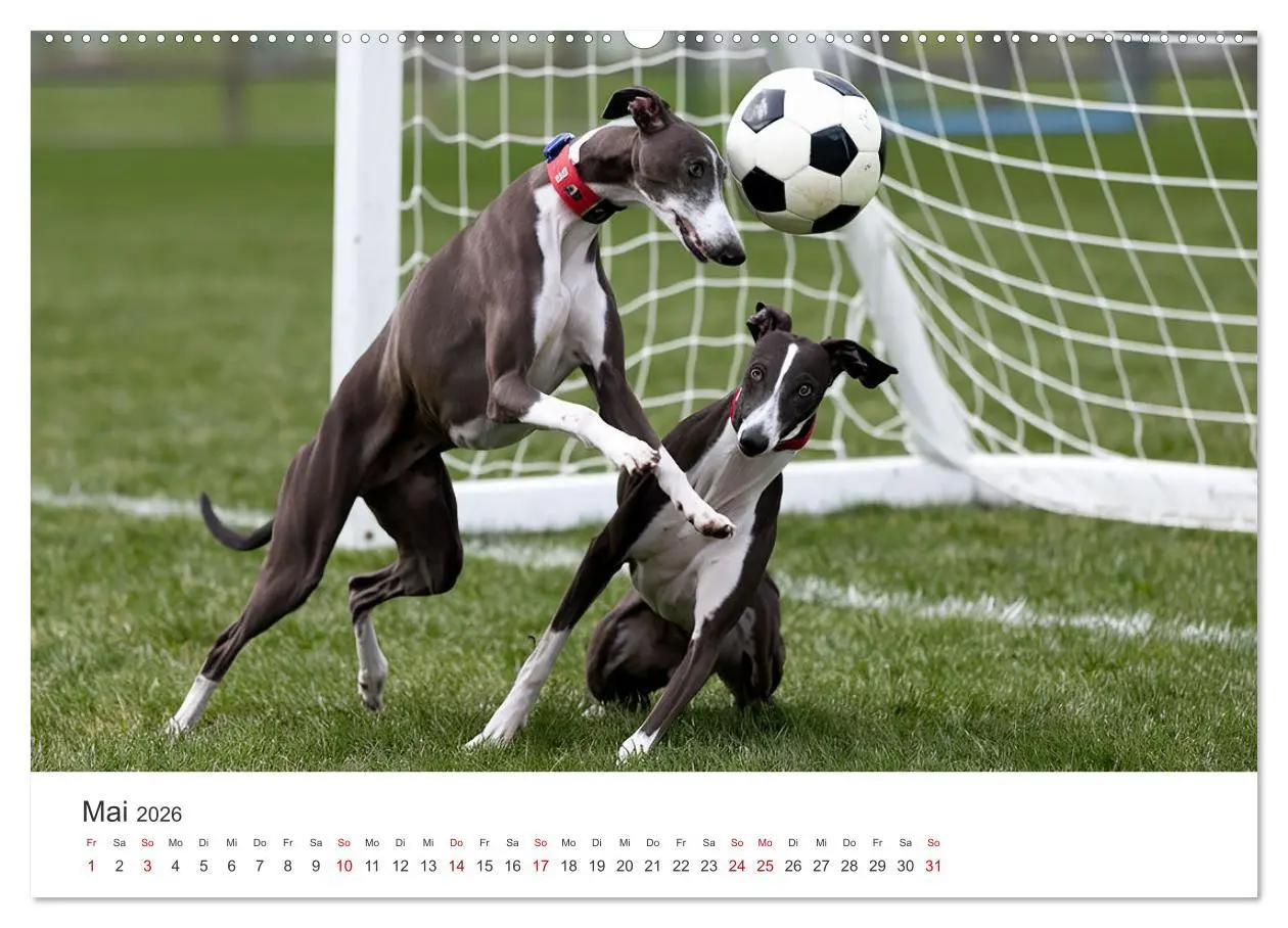 Bild: 9783457256008 | Funny Greyhounds - Windhunde mal anders (hochwertiger Premium...