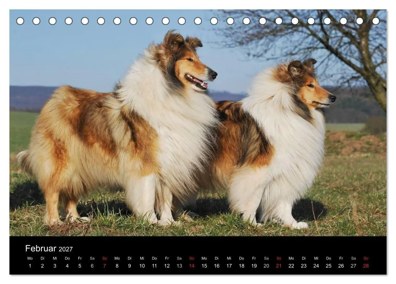 Bild: 9783594176108 | Faszination Collie 2027 (Tischkalender 2027 DIN A5 quer), CALVENDO...