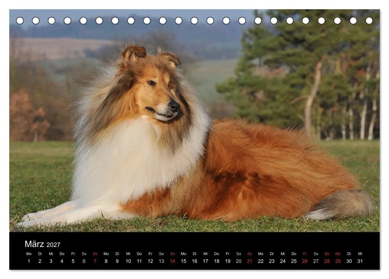 Bild: 9783594176108 | Faszination Collie 2027 (Tischkalender 2027 DIN A5 quer), CALVENDO...