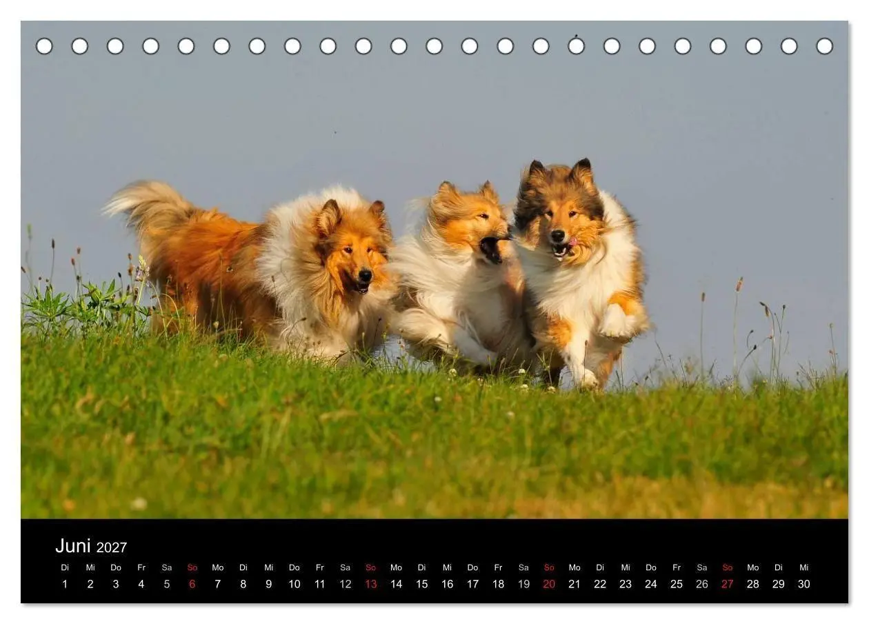 Bild: 9783594176108 | Faszination Collie 2027 (Tischkalender 2027 DIN A5 quer), CALVENDO...
