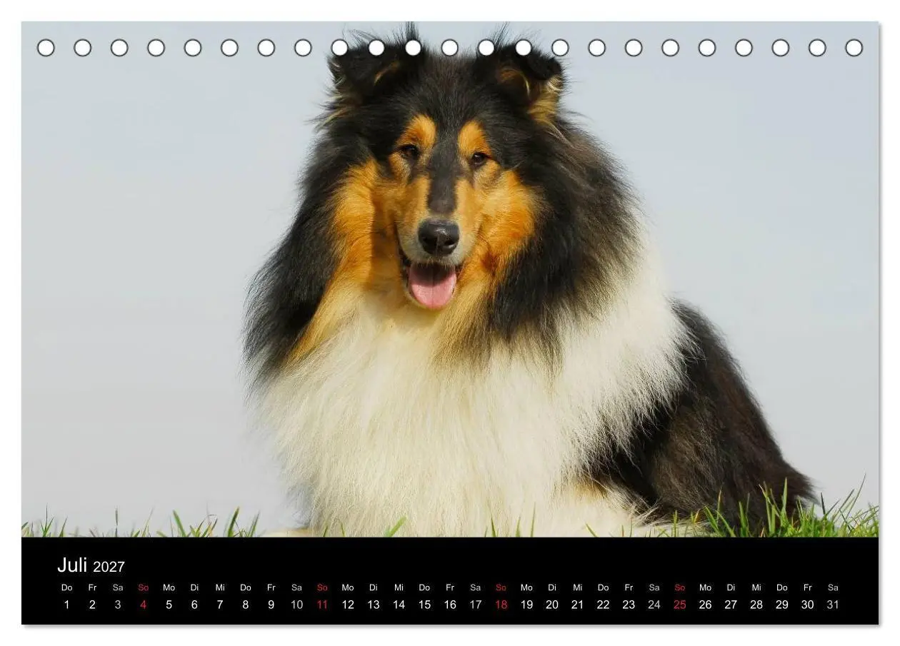 Bild: 9783594176108 | Faszination Collie 2027 (Tischkalender 2027 DIN A5 quer), CALVENDO...
