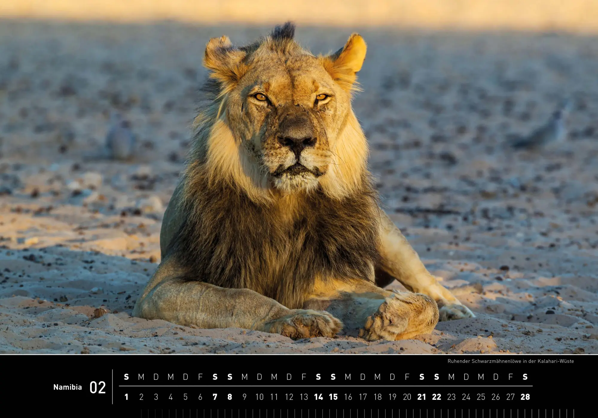 Bild: 9783968556208 | Namibia Premiumkalender 2026 | Thomas Dreßler | Kalender | 14 S.