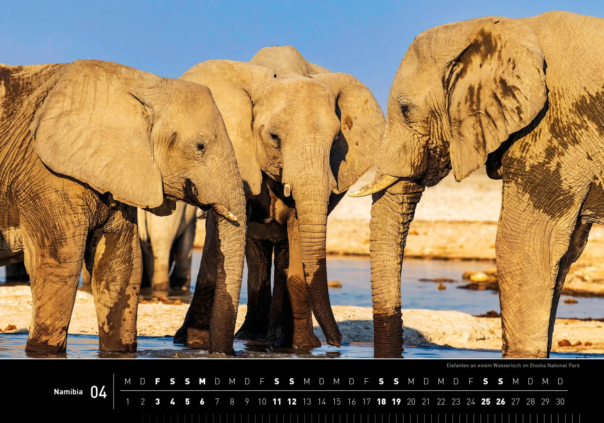 Bild: 9783968556208 | Namibia Premiumkalender 2026 | Thomas Dreßler | Kalender | 14 S.