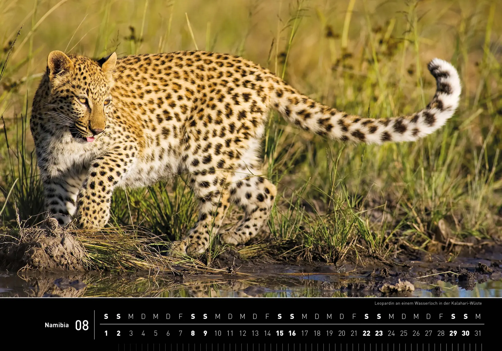 Bild: 9783968556208 | Namibia Premiumkalender 2026 | Thomas Dreßler | Kalender | 14 S.