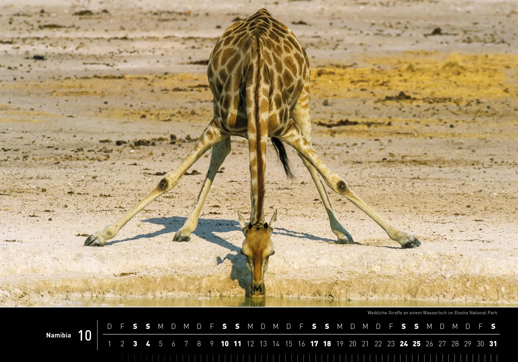 Bild: 9783968556208 | Namibia Premiumkalender 2026 | Thomas Dreßler | Kalender | 14 S.