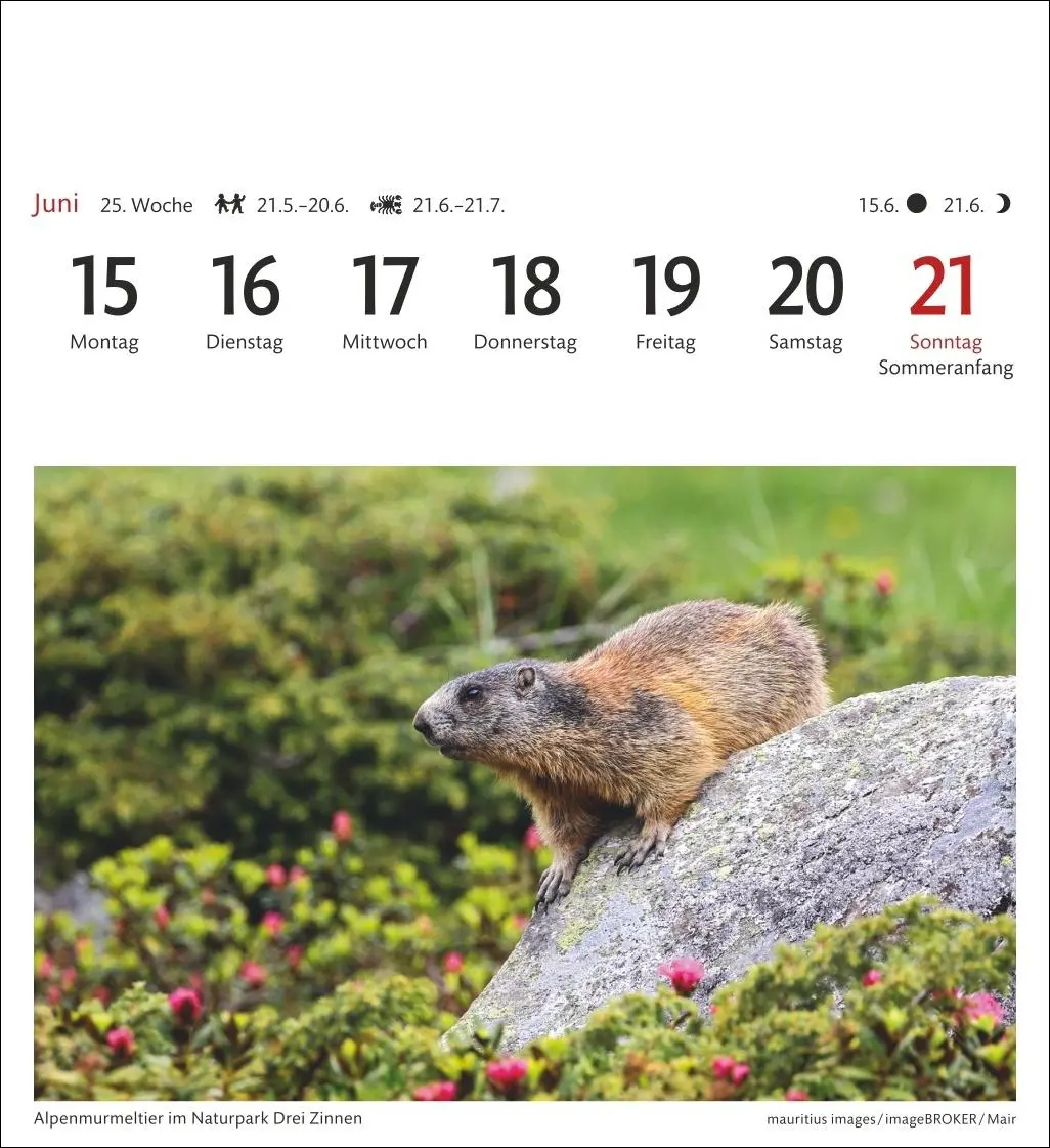 Bild: 9783840036408 | Südtirol Sehnsuchtskalender 2026 - Wochenkalender mit 53 Postkarten