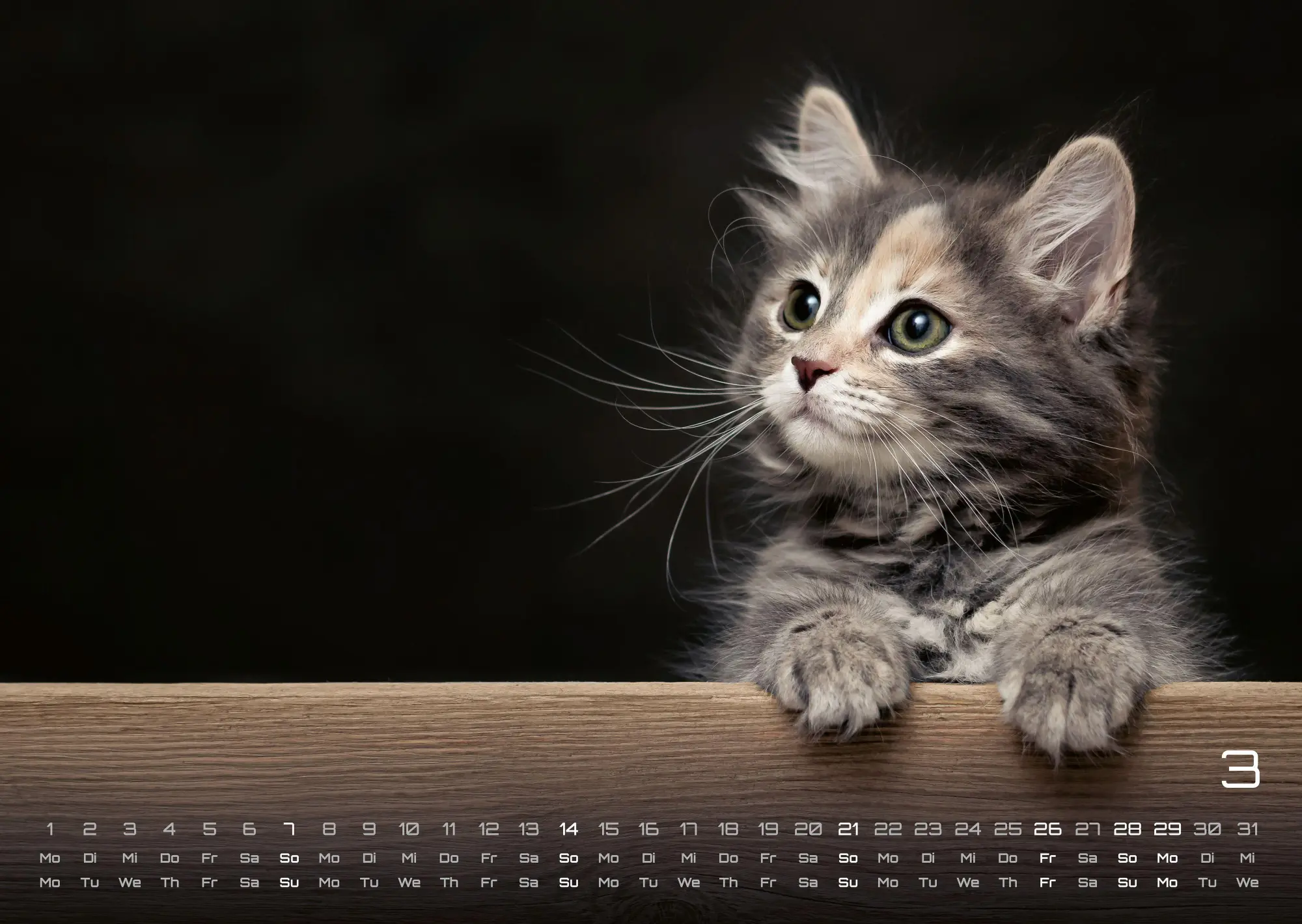 Bild: 9783986736408 | Miau Kids - kleine Tiger ganz groß - Der Katzenkalender - 2027 -...