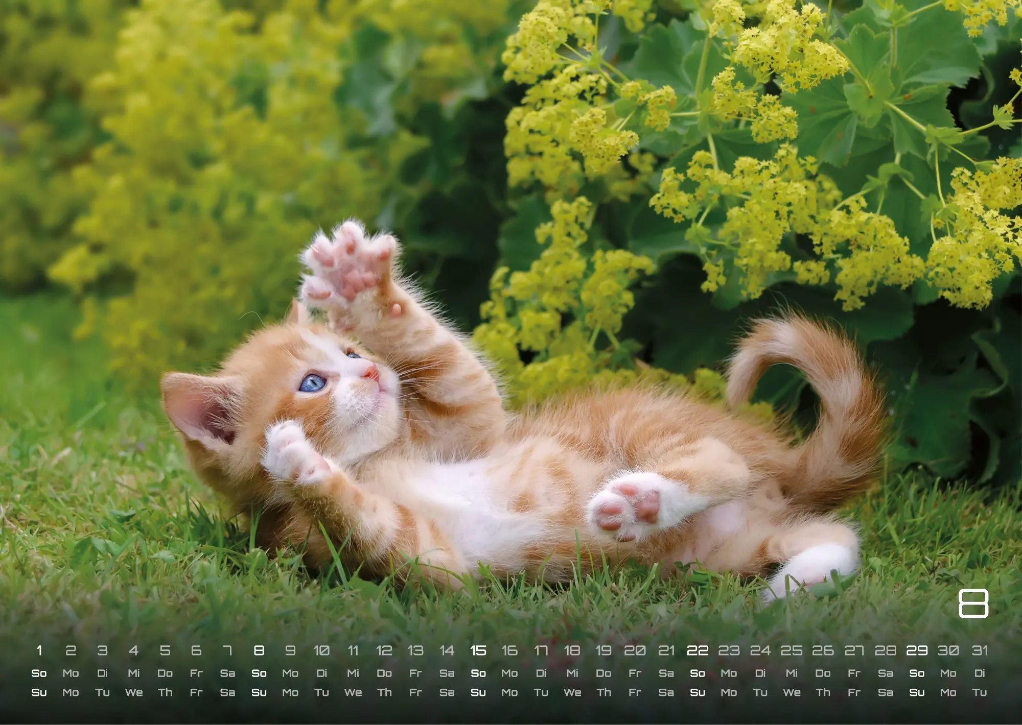 Bild: 9783986736408 | Miau Kids - kleine Tiger ganz groß - Der Katzenkalender - 2027 -...