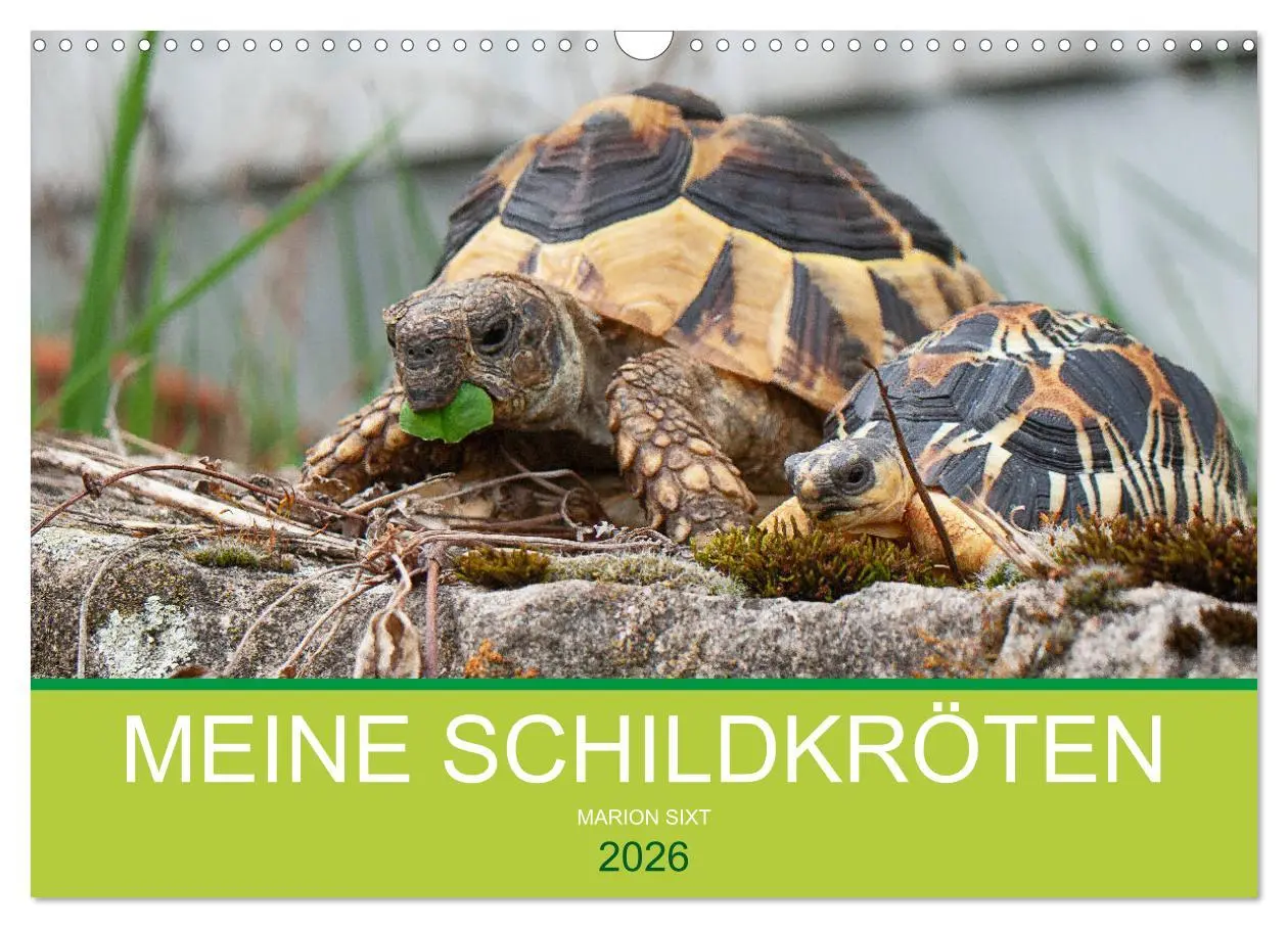 Cover: 9783457826508 | Meine Schildkröten (Wandkalender 2026 DIN A3 quer), CALVENDO...