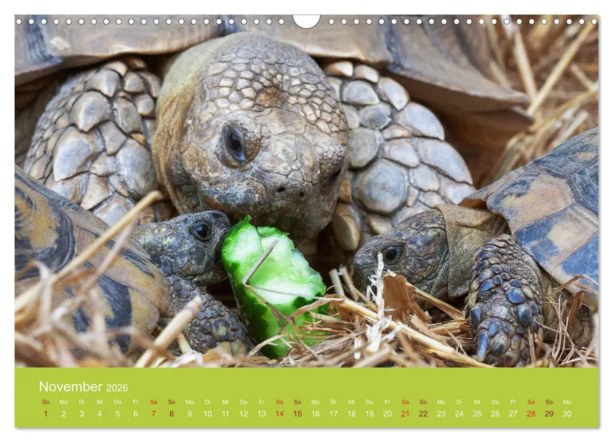 Bild: 9783457826508 | Meine Schildkröten (Wandkalender 2026 DIN A3 quer), CALVENDO...