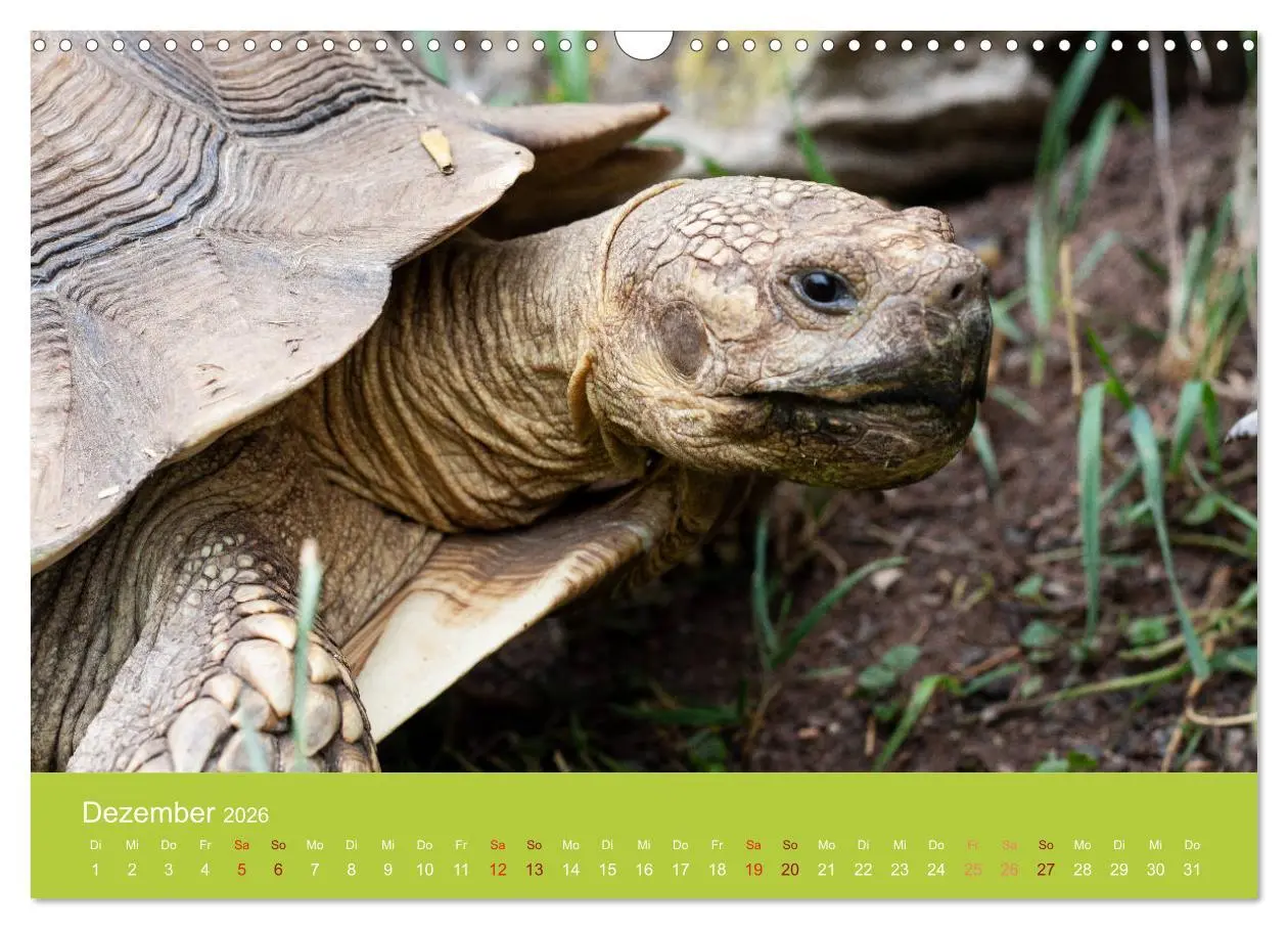 Bild: 9783457826508 | Meine Schildkröten (Wandkalender 2026 DIN A3 quer), CALVENDO...