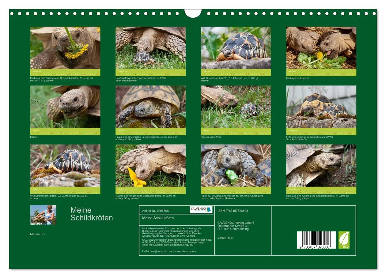 Bild: 9783457826508 | Meine Schildkröten (Wandkalender 2026 DIN A3 quer), CALVENDO...