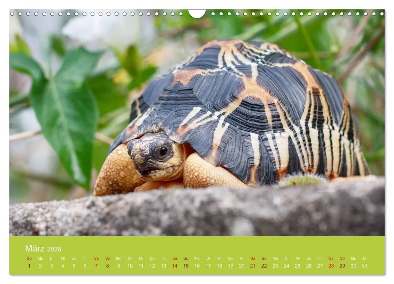 Bild: 9783457826508 | Meine Schildkröten (Wandkalender 2026 DIN A3 quer), CALVENDO...