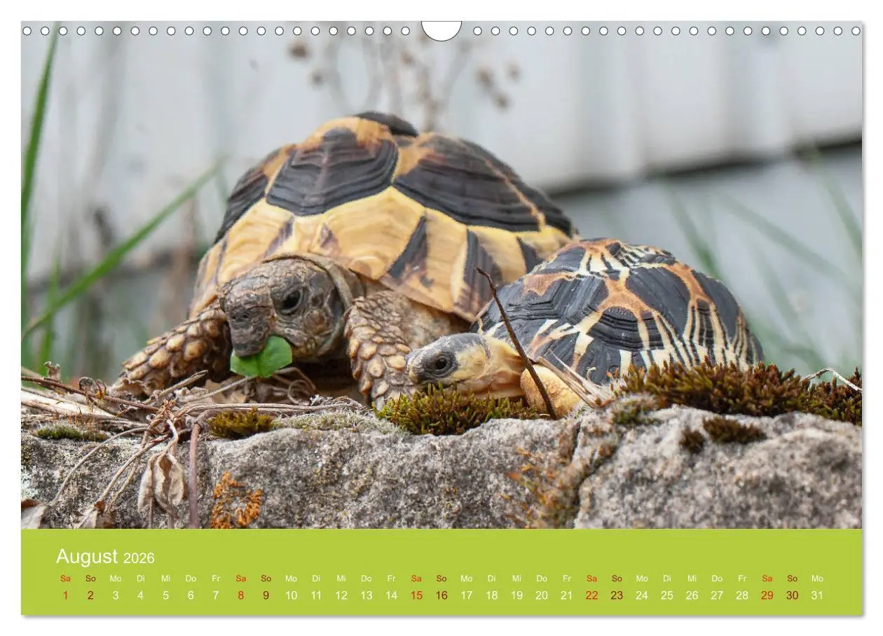 Bild: 9783457826508 | Meine Schildkröten (Wandkalender 2026 DIN A3 quer), CALVENDO...