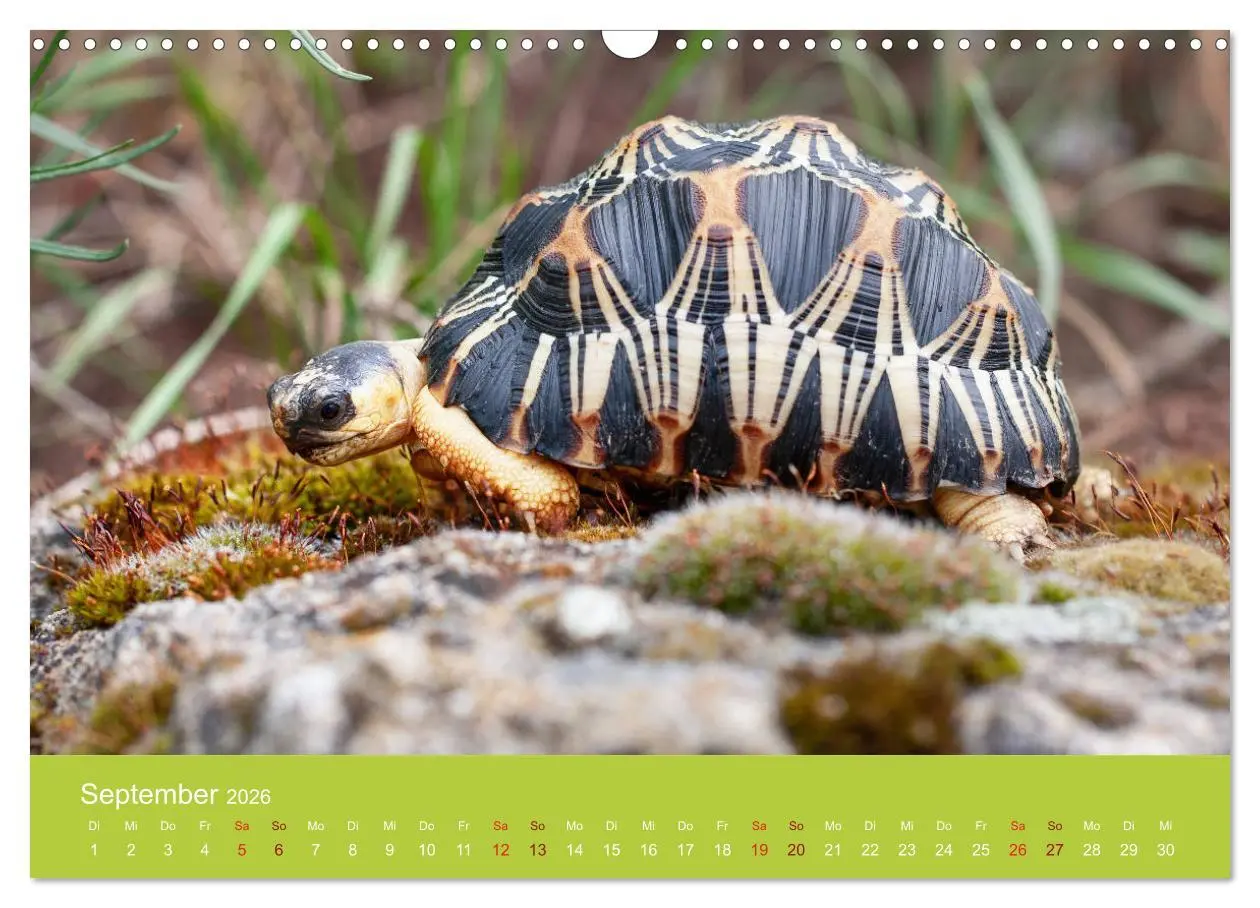 Bild: 9783457826508 | Meine Schildkröten (Wandkalender 2026 DIN A3 quer), CALVENDO...