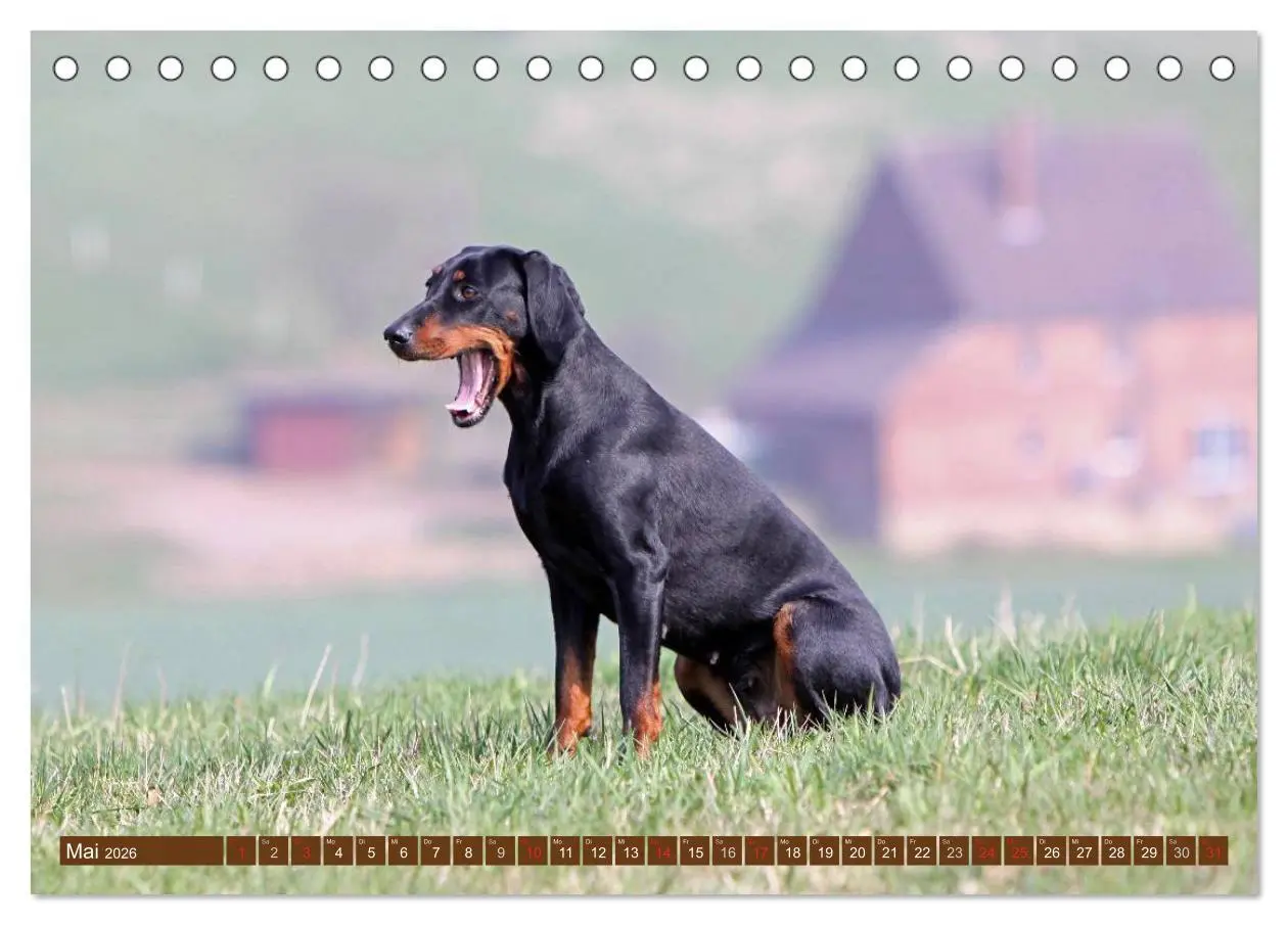 Bild: 9783516156508 | Brandlbracken (Tischkalender 2026 DIN A5 quer), CALVENDO...