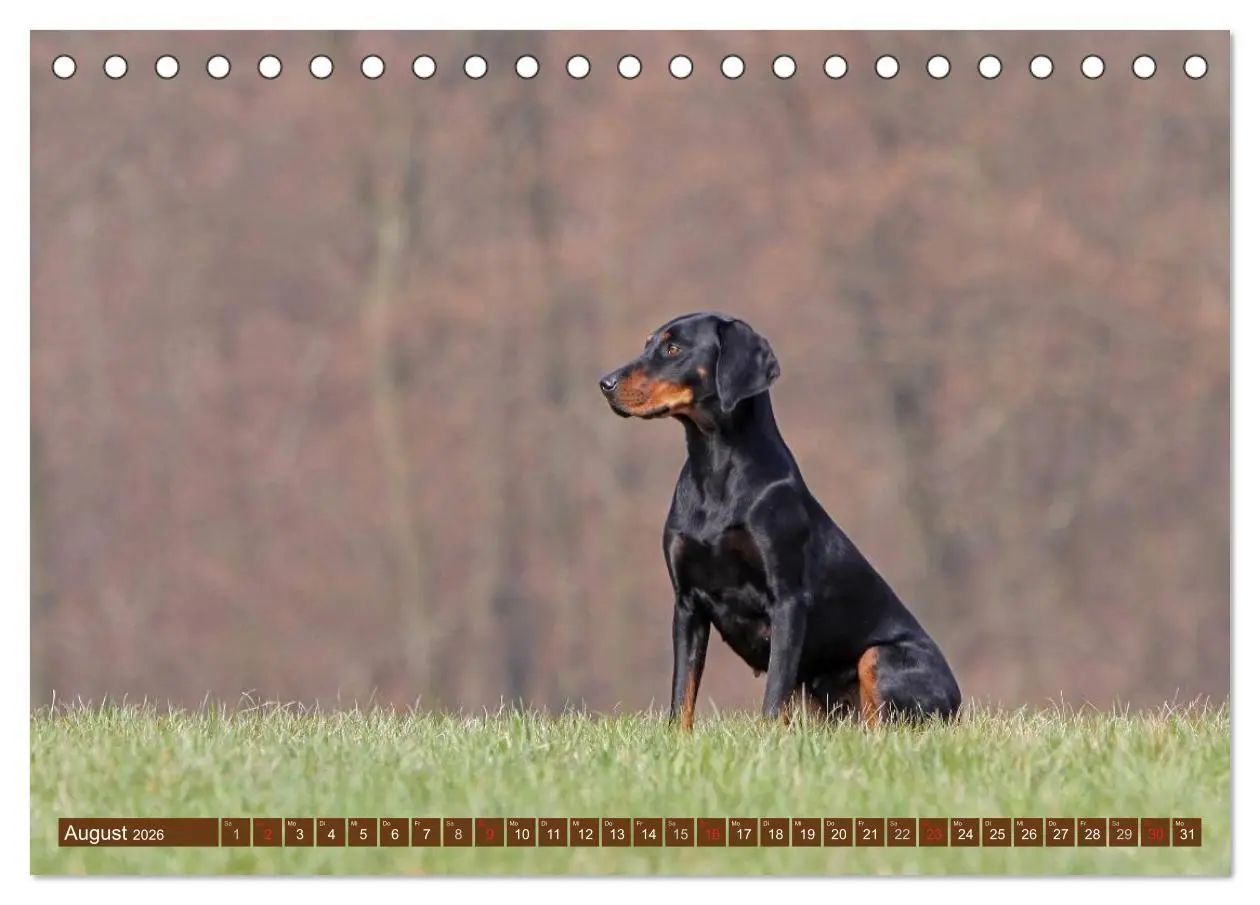 Bild: 9783516156508 | Brandlbracken (Tischkalender 2026 DIN A5 quer), CALVENDO...