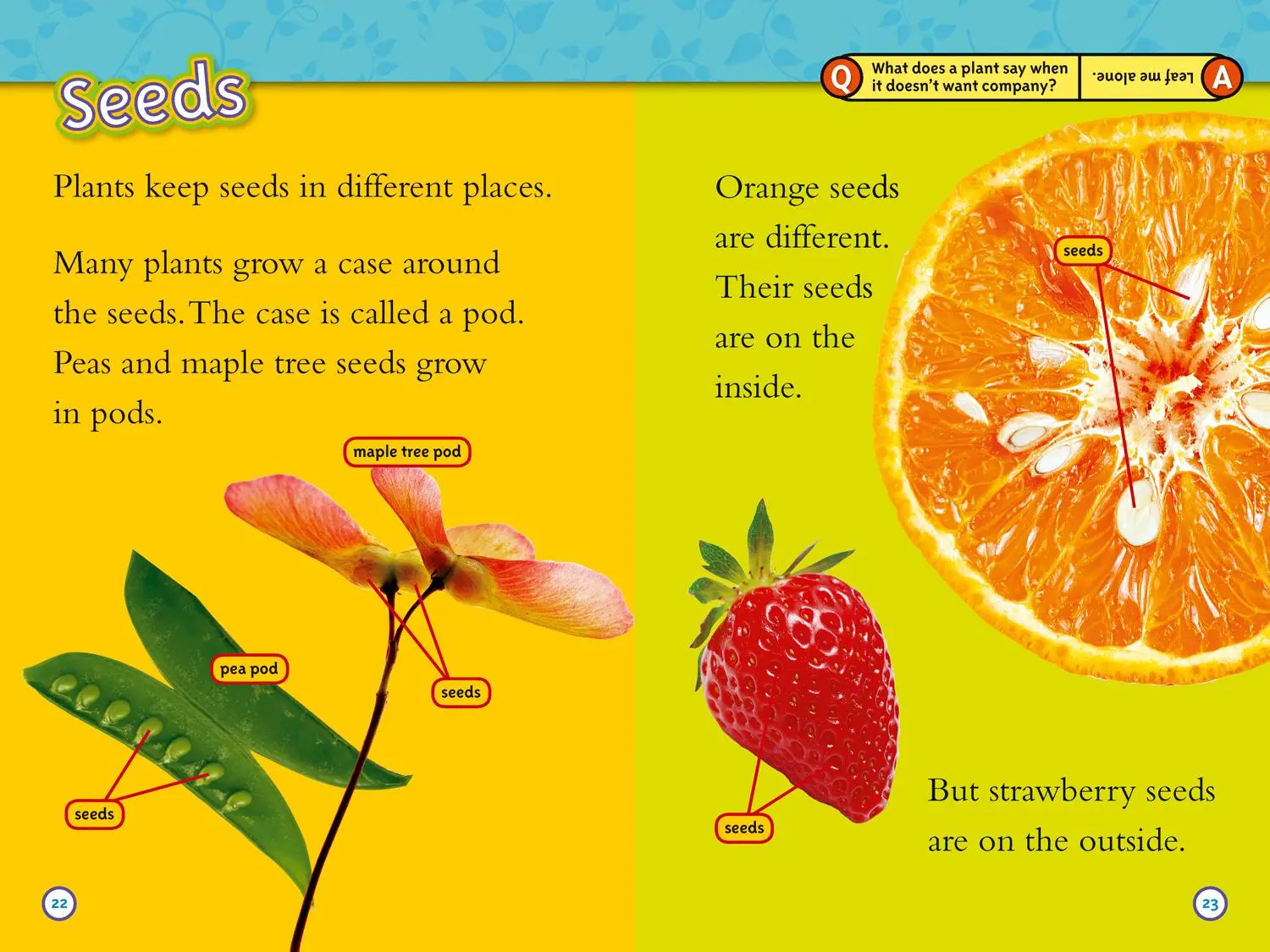 Bild: 9780008266608 | Seed to Plant | Level 2 | Kristin Baird Rattini (u. a.) | Taschenbuch
