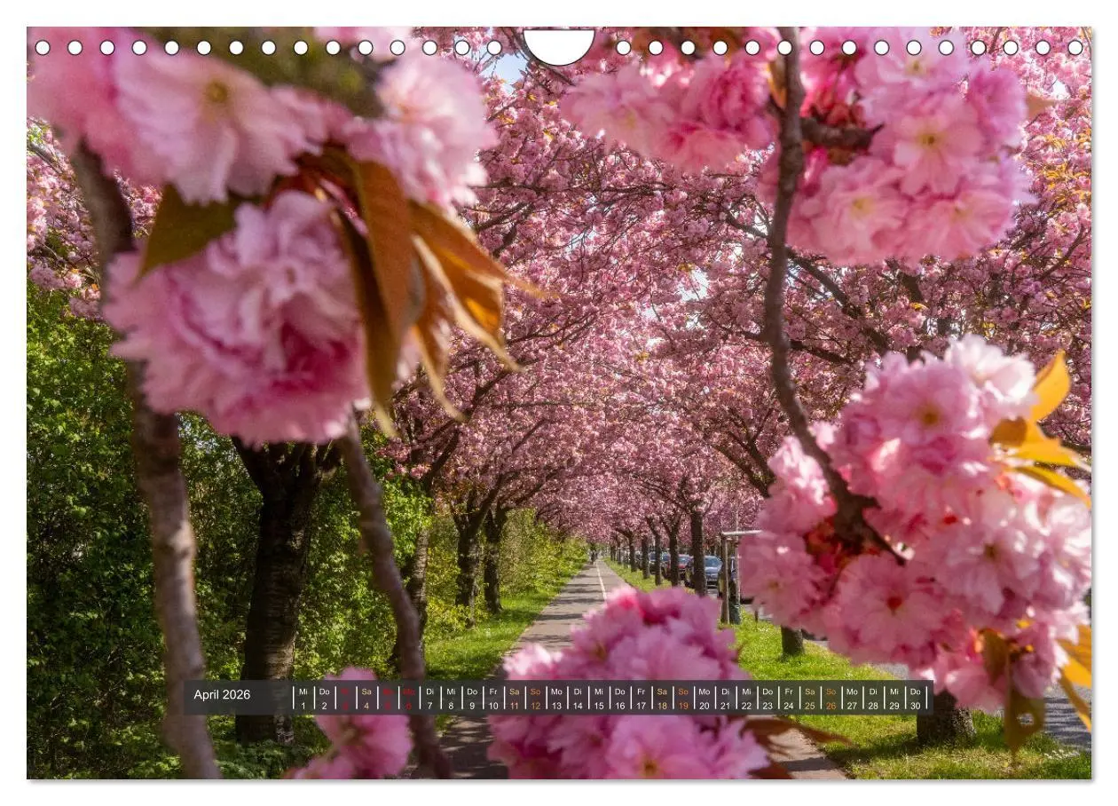 Bild: 9783457746608 | Magdeburg entdecken (Wandkalender 2026 DIN A4 quer), CALVENDO...