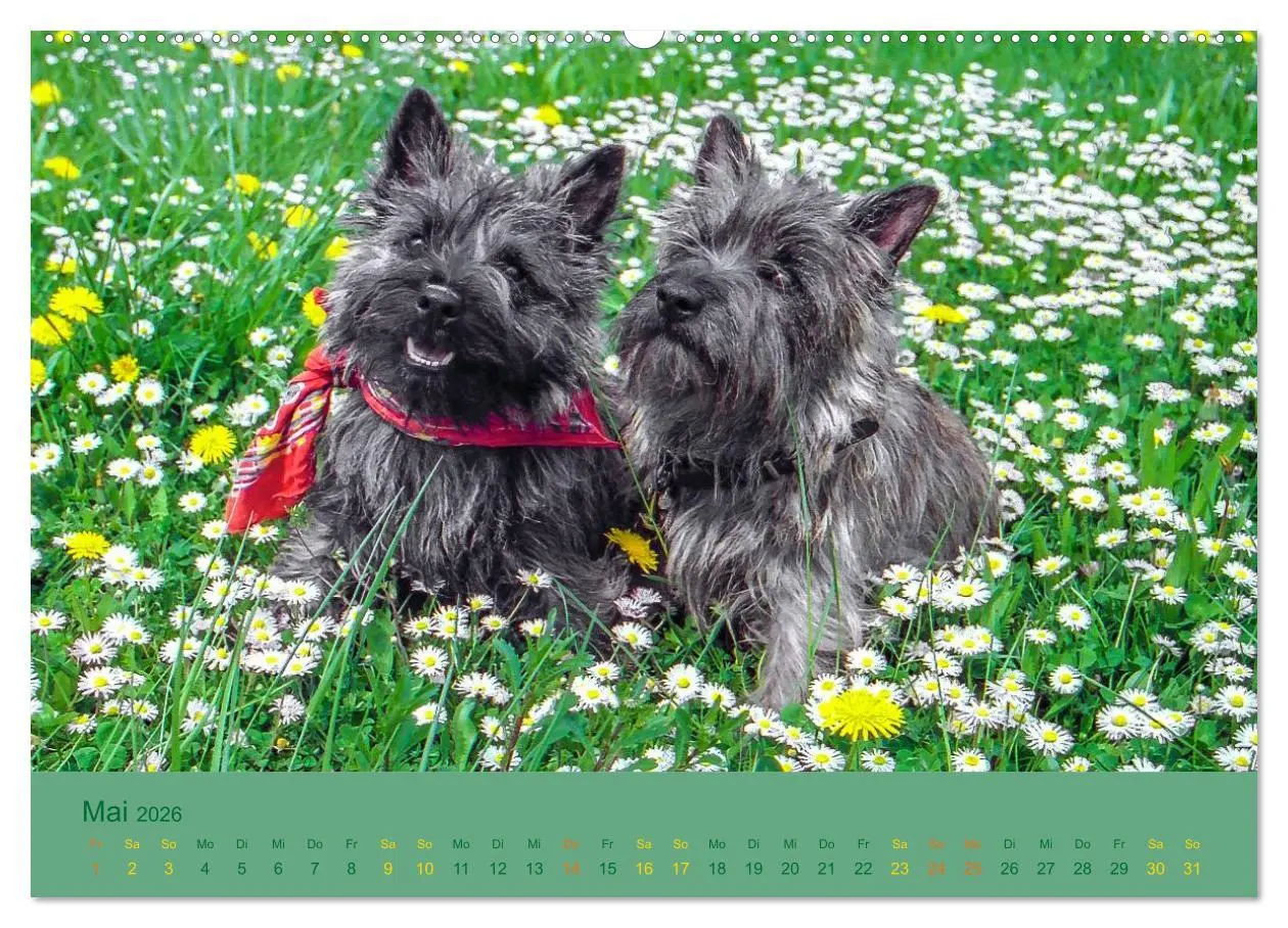 Bild: 9783457986608 | Cairns Forever (Wandkalender 2026 DIN A2 quer), CALVENDO...