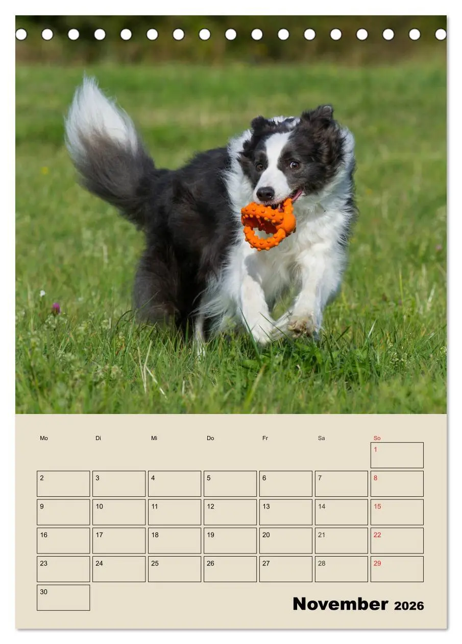 Bild: 9783516386608 | Border Collie - Ein Familienplaner (Tischkalender 2026 DIN A5...