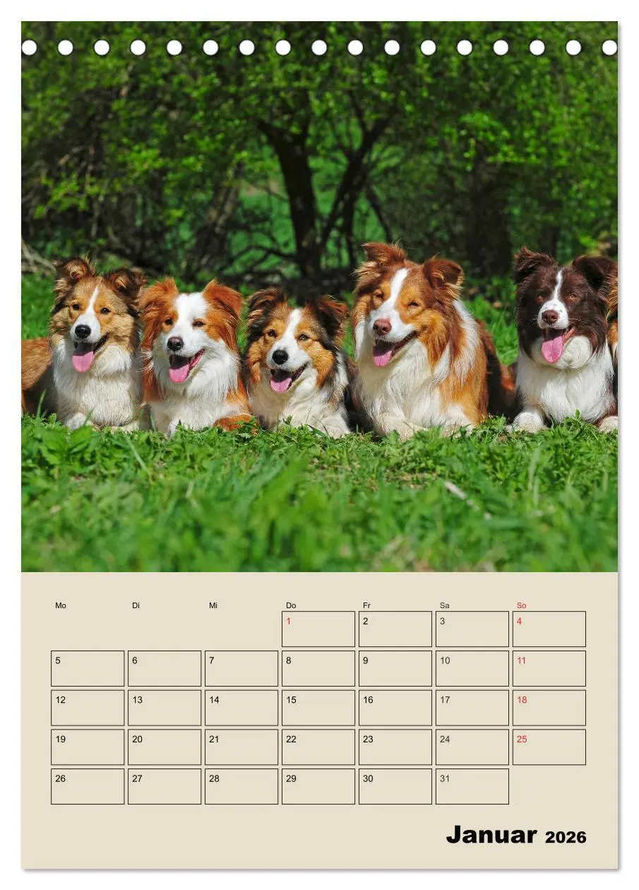 Bild: 9783516386608 | Border Collie - Ein Familienplaner (Tischkalender 2026 DIN A5...