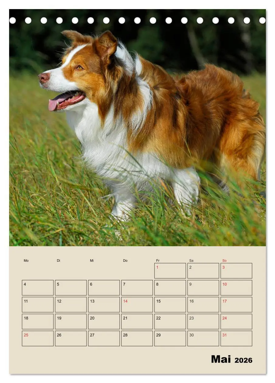 Bild: 9783516386608 | Border Collie - Ein Familienplaner (Tischkalender 2026 DIN A5...