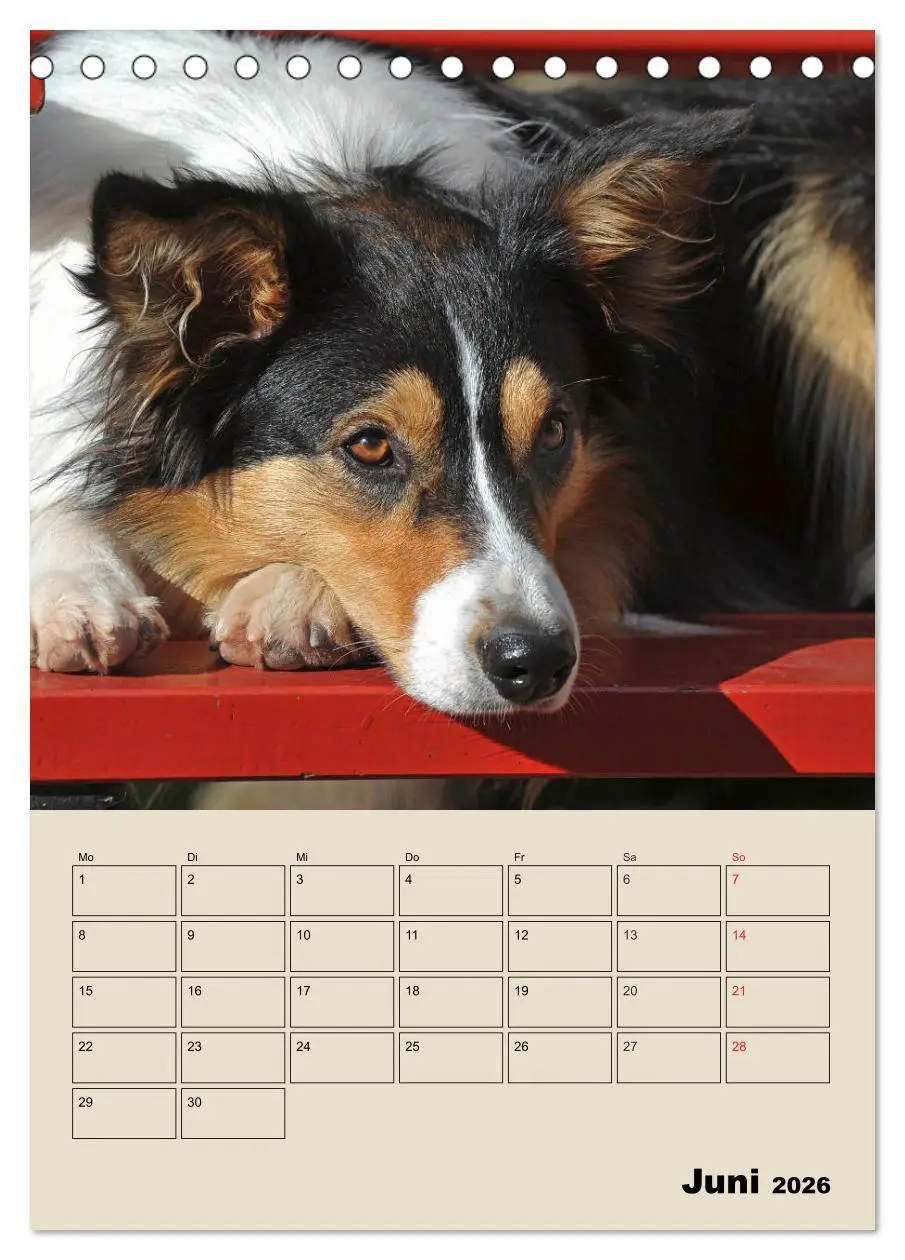 Bild: 9783516386608 | Border Collie - Ein Familienplaner (Tischkalender 2026 DIN A5...