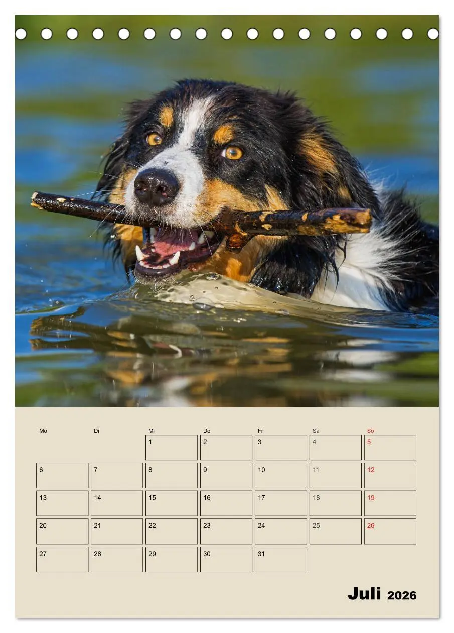 Bild: 9783516386608 | Border Collie - Ein Familienplaner (Tischkalender 2026 DIN A5...
