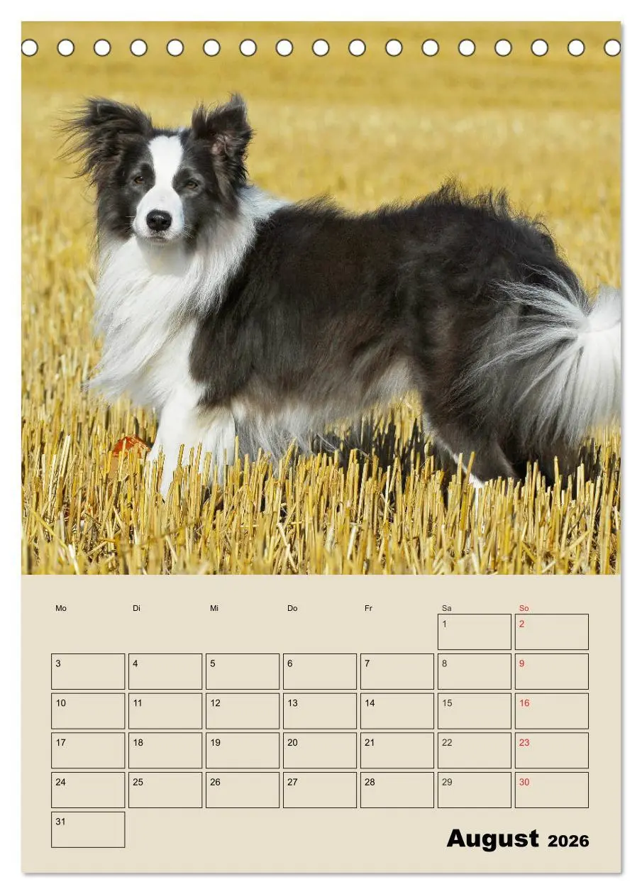 Bild: 9783516386608 | Border Collie - Ein Familienplaner (Tischkalender 2026 DIN A5...