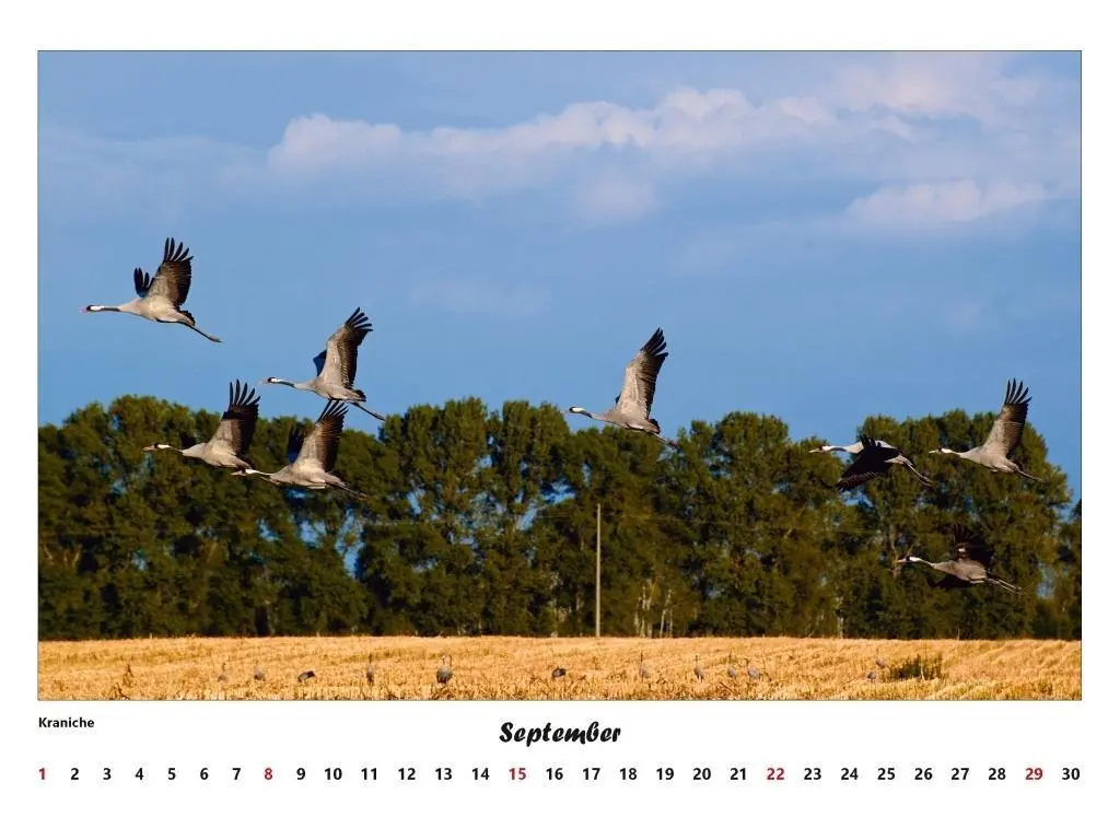 Bild: 9783000306808 | Fischland - Darß - Zingst Kalender 2026 (groß) | Volker Schrader