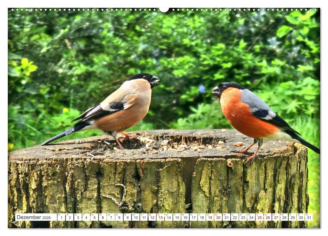 Bild: 9783457406908 | Herr und Frau Gimpel - Stammgäste im Garten (Wandkalender 2026 DIN...