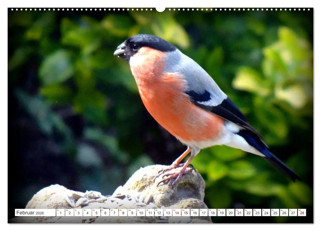 Bild: 9783457406908 | Herr und Frau Gimpel - Stammgäste im Garten (Wandkalender 2026 DIN...