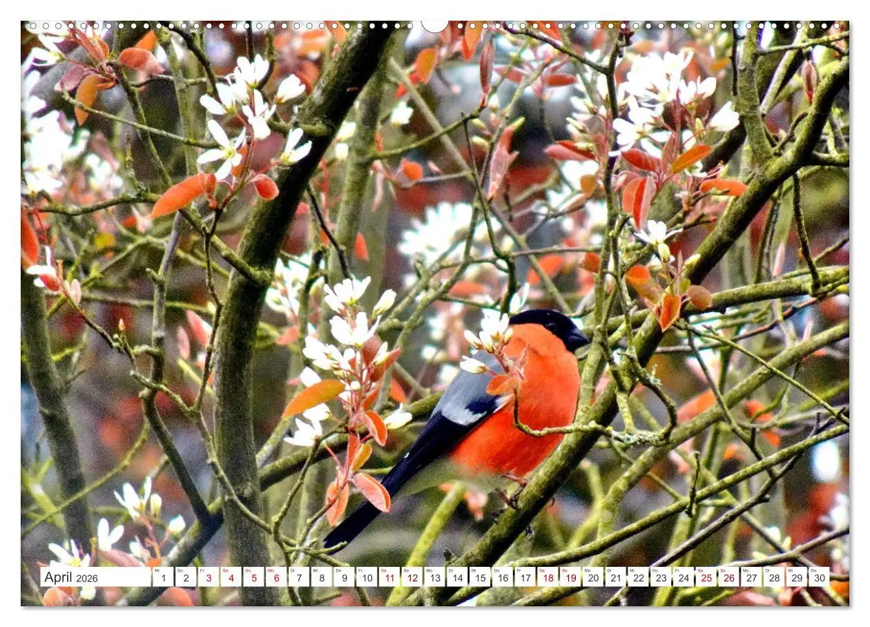 Bild: 9783457406908 | Herr und Frau Gimpel - Stammgäste im Garten (Wandkalender 2026 DIN...