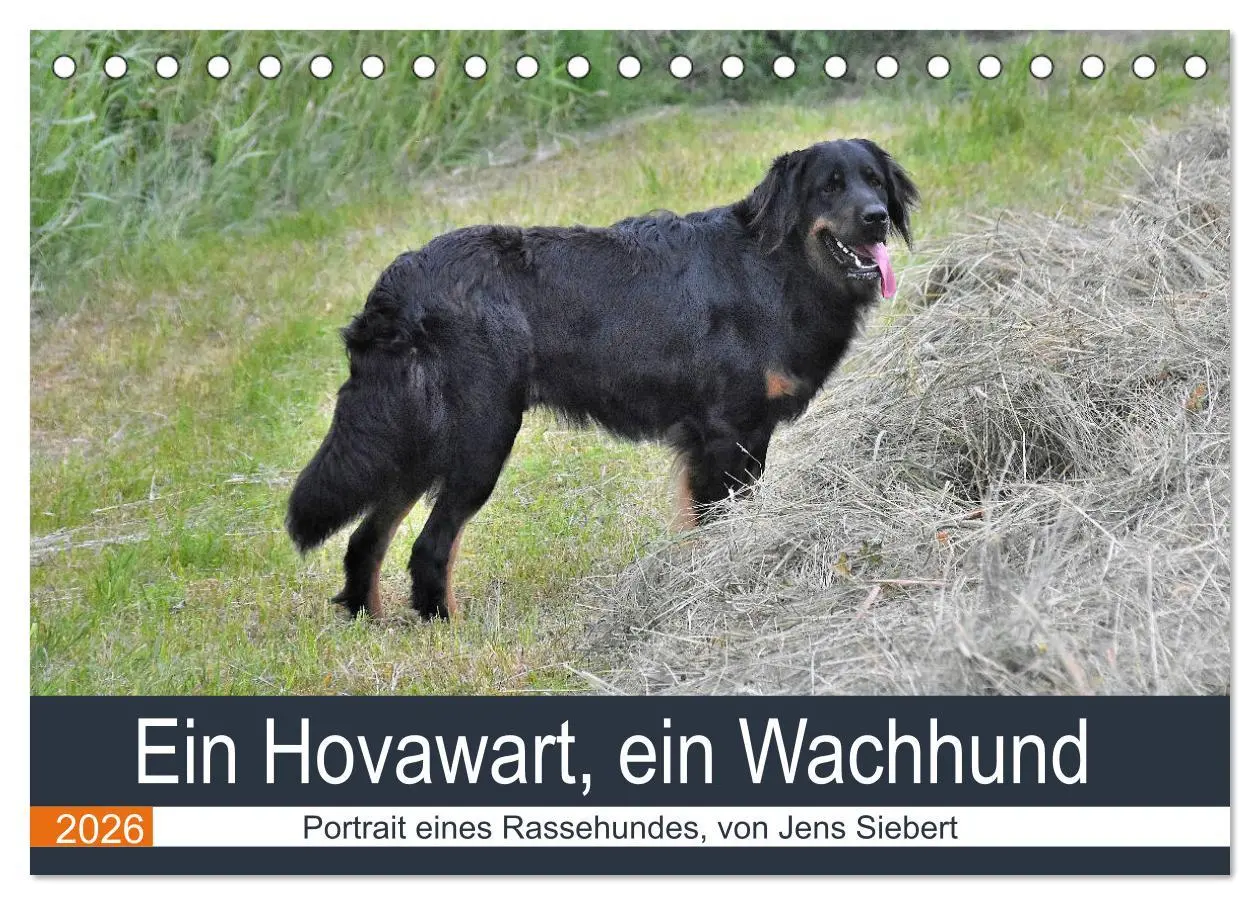 Cover: 9783457716908 | Ein Hovawart, ein Wachhund (Tischkalender 2026 DIN A5 quer),...