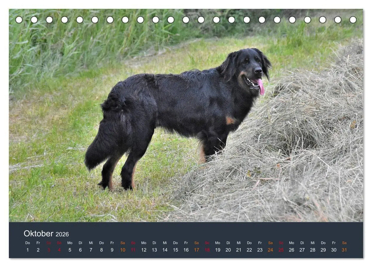 Bild: 9783457716908 | Ein Hovawart, ein Wachhund (Tischkalender 2026 DIN A5 quer),...