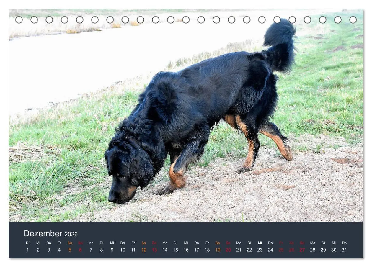 Bild: 9783457716908 | Ein Hovawart, ein Wachhund (Tischkalender 2026 DIN A5 quer),...