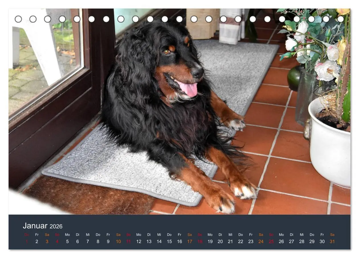Bild: 9783457716908 | Ein Hovawart, ein Wachhund (Tischkalender 2026 DIN A5 quer),...