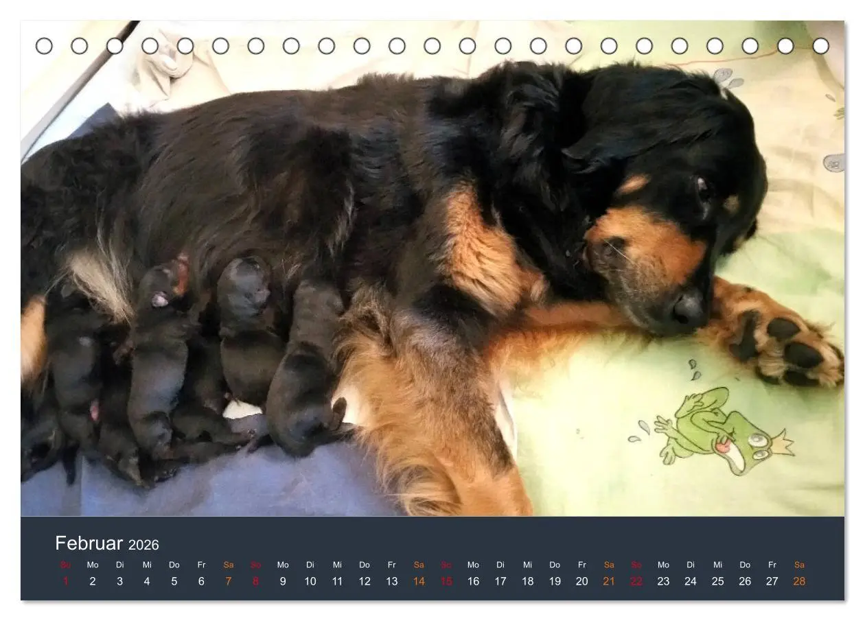 Bild: 9783457716908 | Ein Hovawart, ein Wachhund (Tischkalender 2026 DIN A5 quer),...