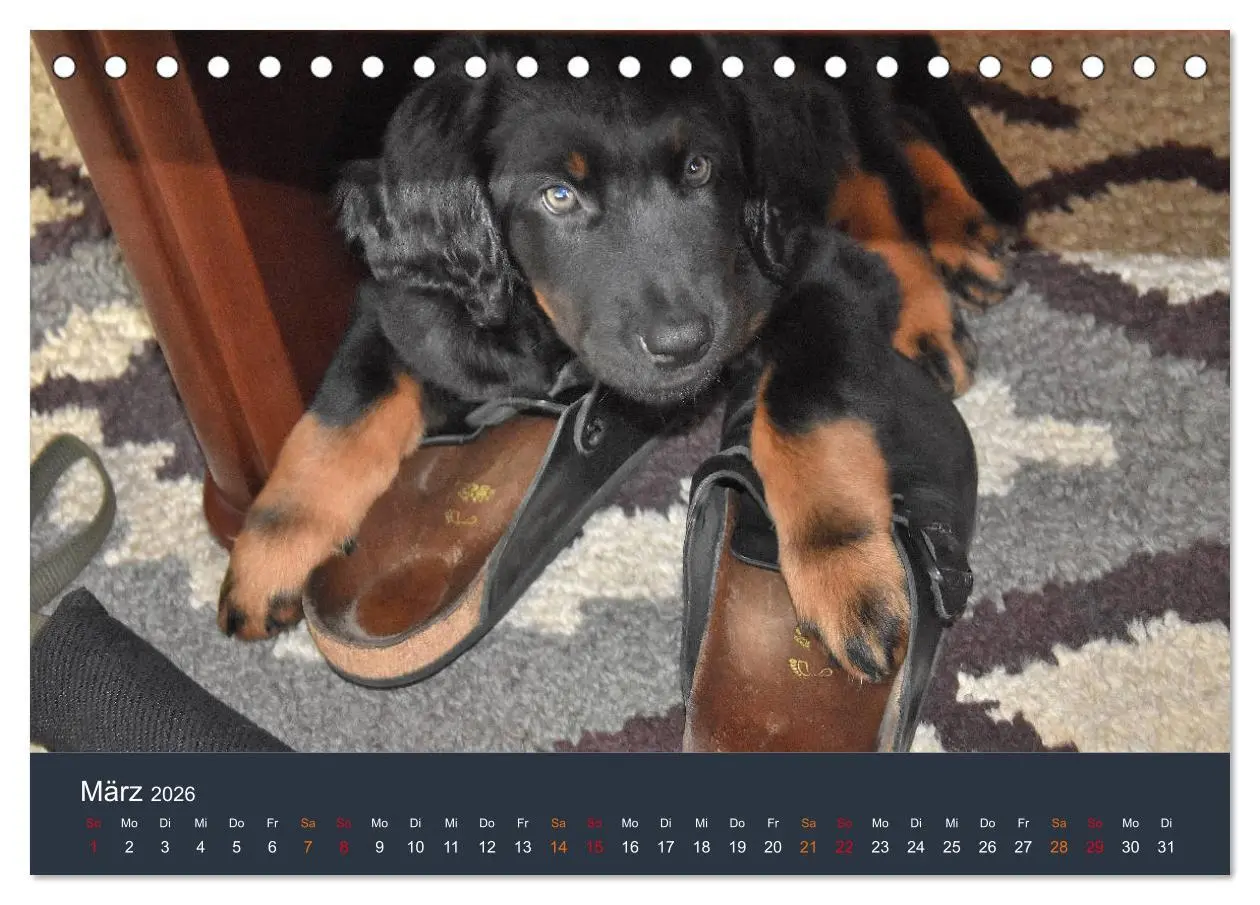 Bild: 9783457716908 | Ein Hovawart, ein Wachhund (Tischkalender 2026 DIN A5 quer),...
