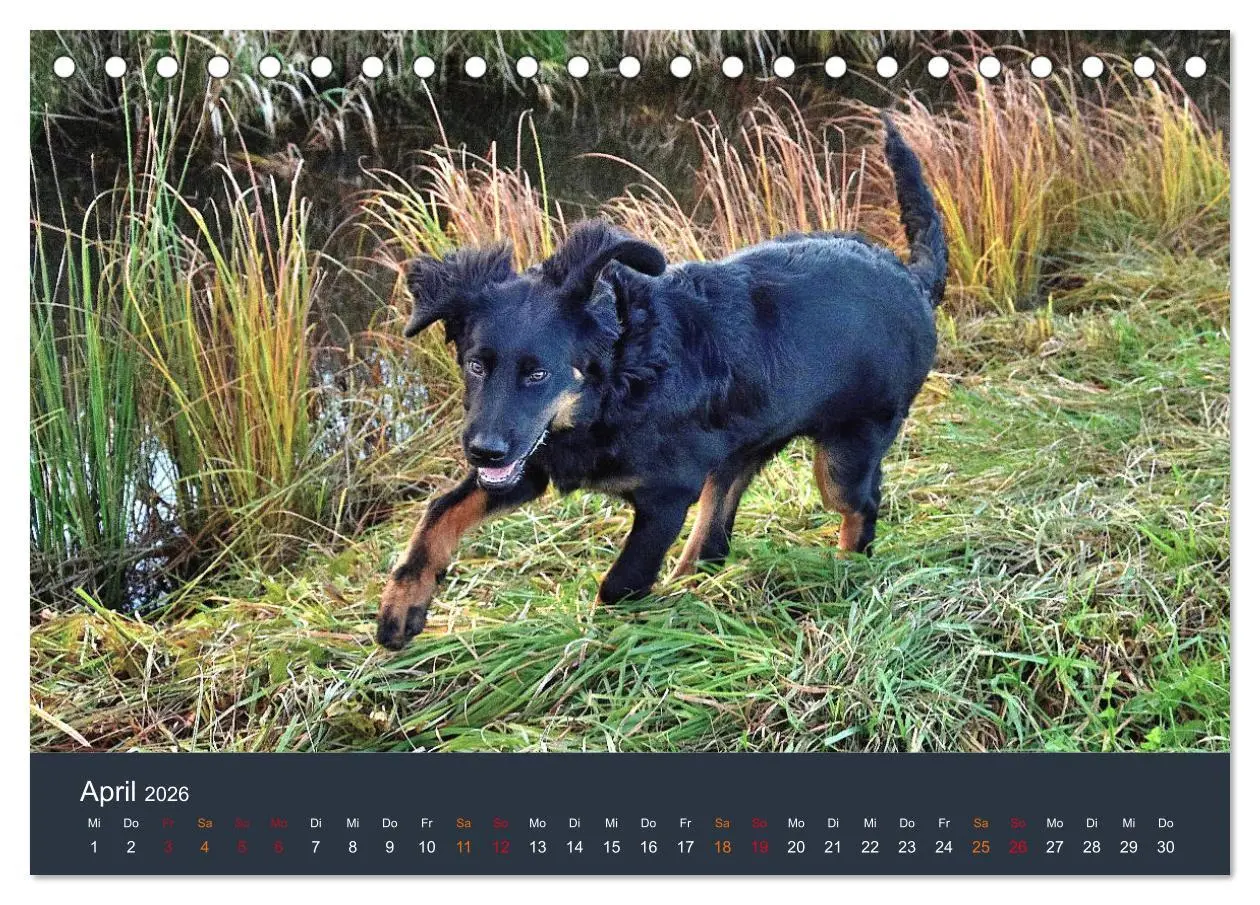 Bild: 9783457716908 | Ein Hovawart, ein Wachhund (Tischkalender 2026 DIN A5 quer),...